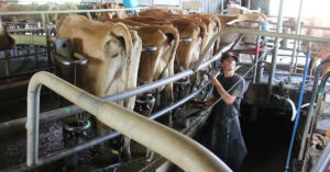 Trainee Stories Northland