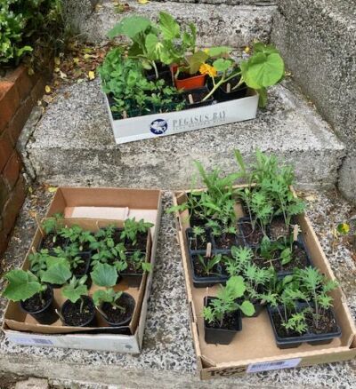 Garden to Table Seedling Sale rotated e1702502670225